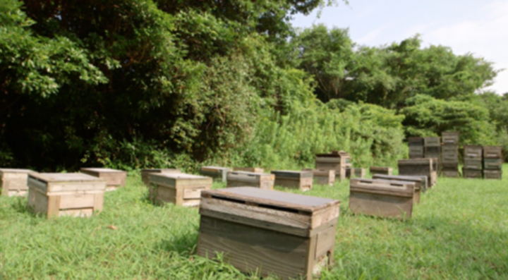 松阪市内の養蜂場。一箱に約1,800匹のミツバチが住んでいる。